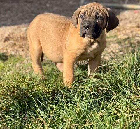 ADORABLE CHIOTS CANE CORSO LOF DISPONIBLES DE SUITE 1100 83136 Rocbaron