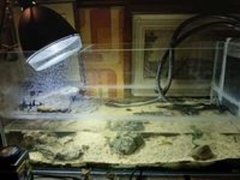   Tortue carinatus avec aquarium dcor pompe lampe chauffe eau 