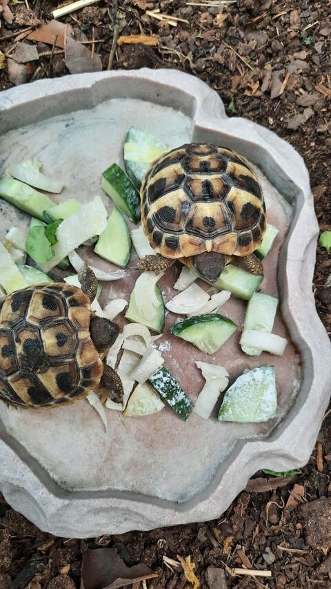 tortue 50 33830 Lugos