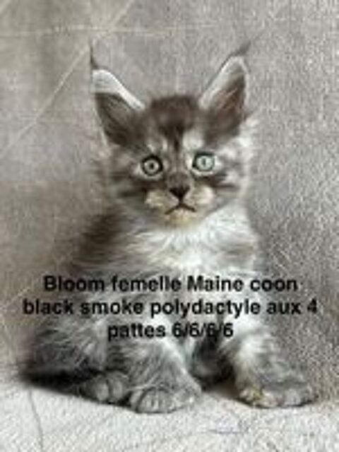   Chatons Maine coon femelles  