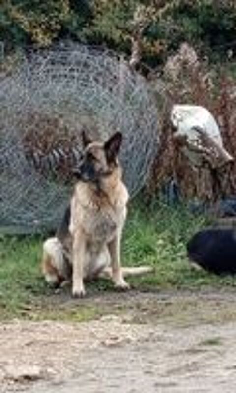   Chienne Berger Allemand 