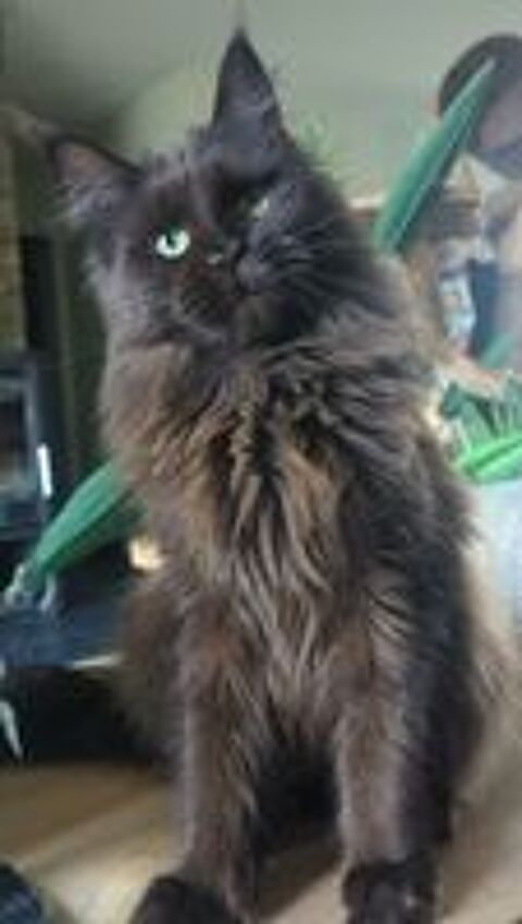   Adorable femelle Maine Coon Loof  
