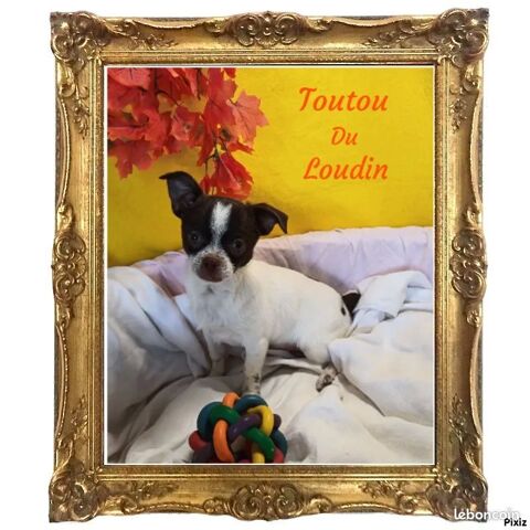 Chiot Chihuahua poils courts 500 18140 Prcy