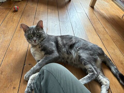 Luigi jeune chat doux, câlin et proche de l'humain 180 75019 Paris