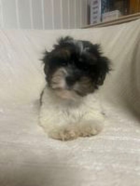   Bichon havanais  