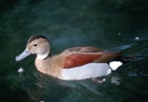   canards sarcelles VERSICOLORE ou sarcelle bariolée 