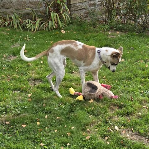 Alien, un an, &agrave; l'adoption 200 35370 Argentr�-du-plessis