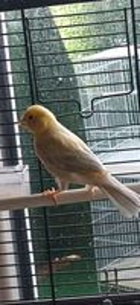   Oiseaux  canaris  