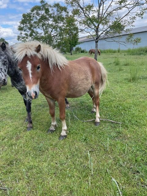 petit poney shetland 350 33500 Libourne