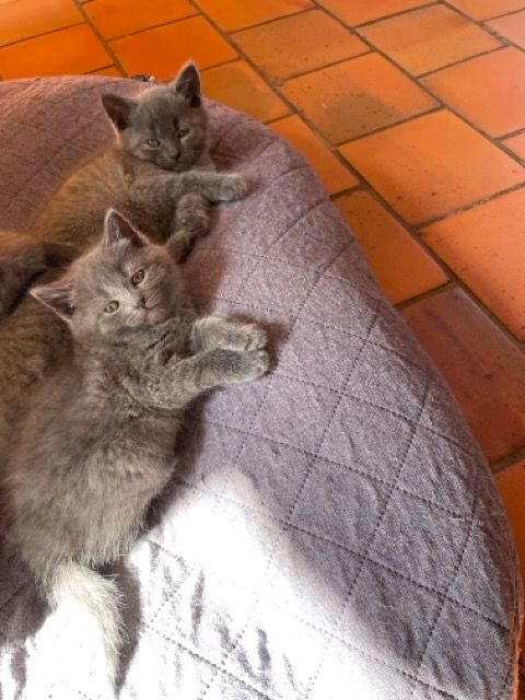 Chatons chartreux LOOF 500 28480 Beaumont-les-autels