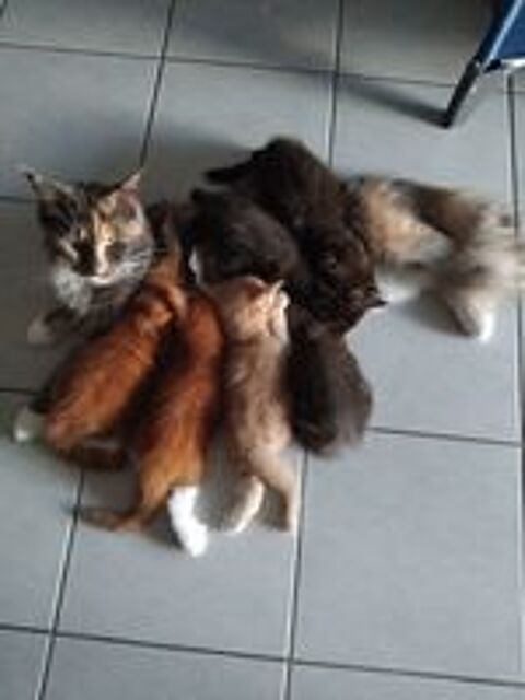   Adorables chatons Maine Coon à réserver mâles et femelles 