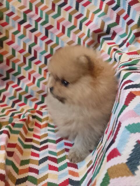 Magnifique chiot spitz allemand femelle naine 2000 56130 P�aule