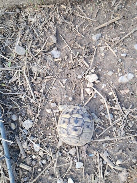 Tortues hermann 80 07110 Uzer