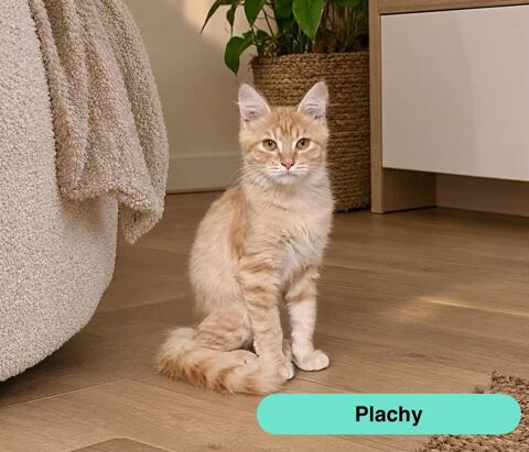Plachy, jeune chat roux &agrave; adopter 160 44540 Saint-mars-la-jaille