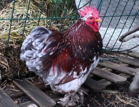 Tr&egrave;s gentil coq P&eacute;kin pure race 10 94700 Maisons-alfort