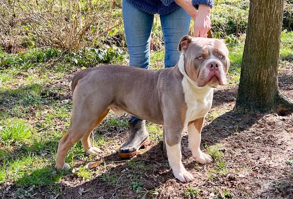   Chiots Old English Bulldog 