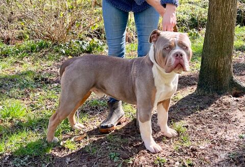 Chiots Old English Bulldog 1300 87150 Cussac
