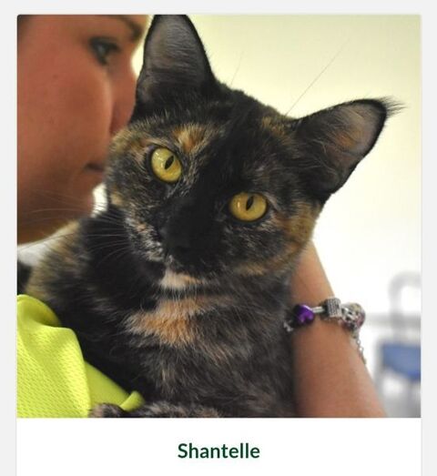 SHANTELLE 220 95610 ragny