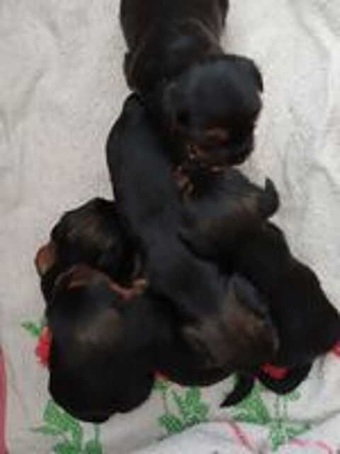   5 petits loulous yorkshires disponibles  . 