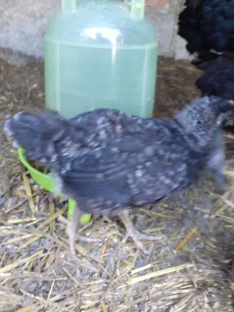 poussins Cou nu croiss 27400 Canappeville