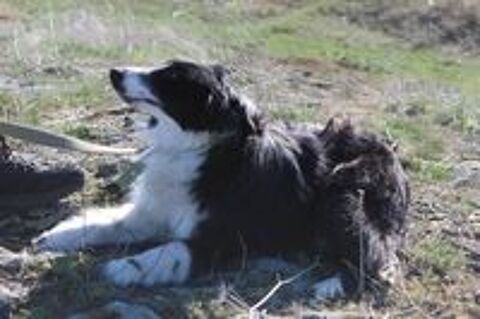  PUSHINKA SE TROUVE DANS UN REFUGE EN UKRAINE 