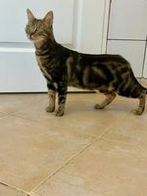   Chat TIGRESSE à l adoption 