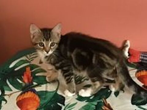   Chaton à adopter 