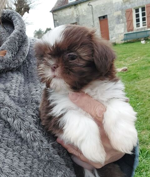 Shih tzu crois&eacute; chihuahuas 750 86220 Les ormes