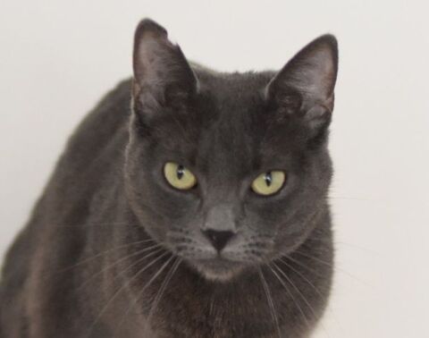 CATINESA 230 27620 Gasny