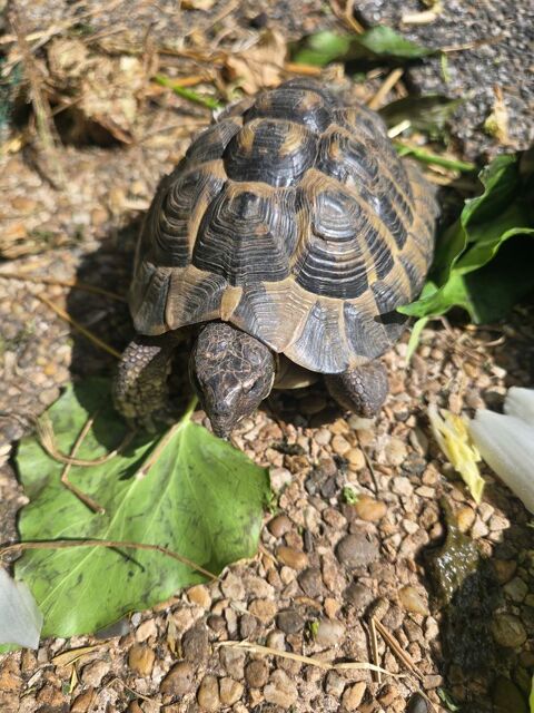 Cede tortues 12 ans 200 69290 Craponne