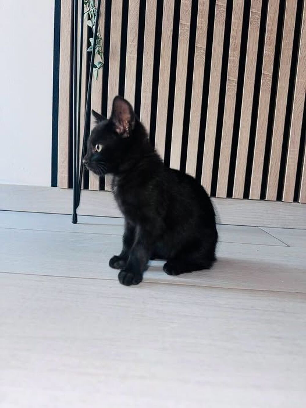  Chat LOUNA à l adoption 