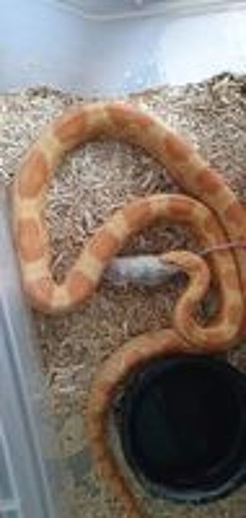   Couples de reproducteurs de serpents des bls.   