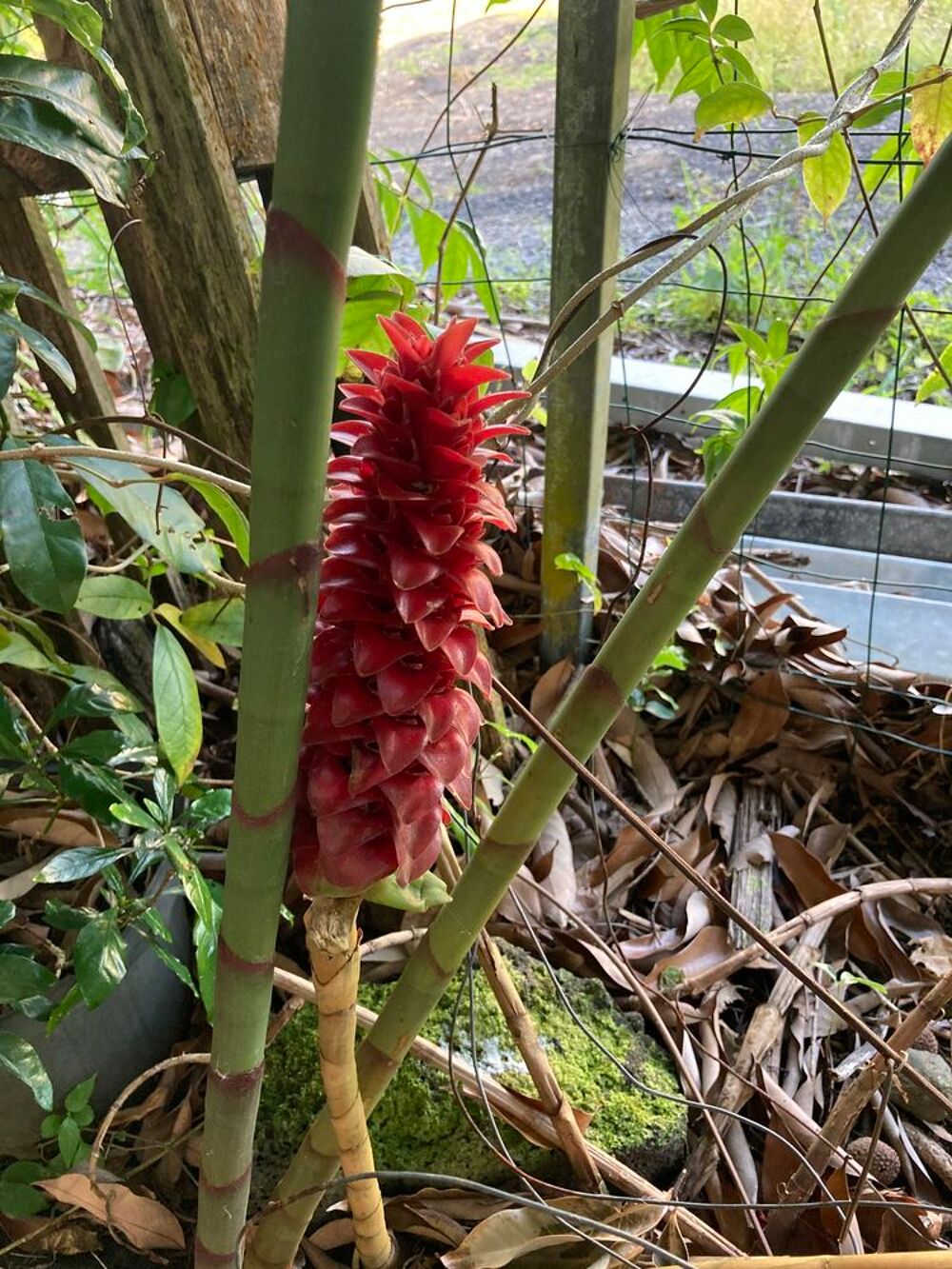 Plantes Jardin