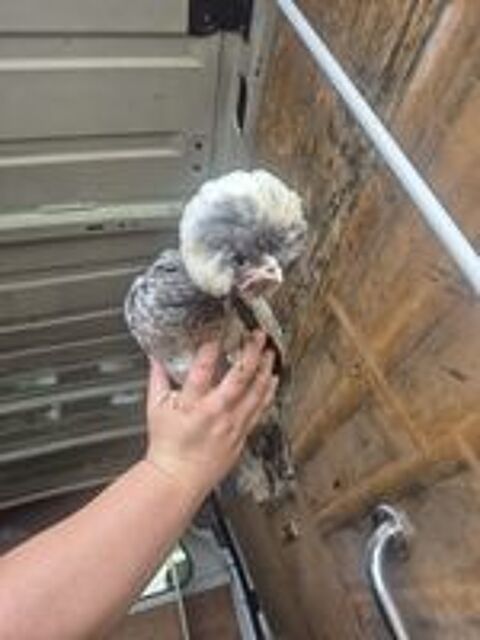   Poules hollandaises 