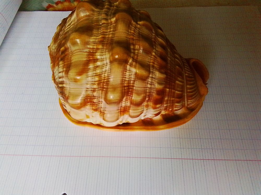 Coquillage CCypraecassis Rufa("casque rouge) Décoration