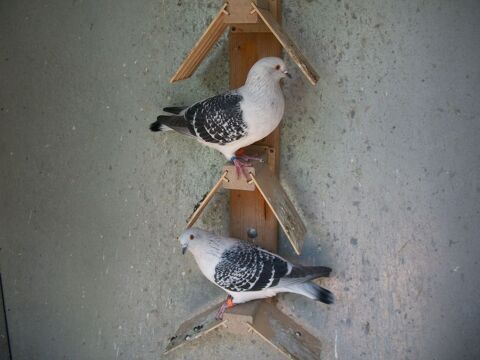 Pigeons de concours 50 03130 Le pin