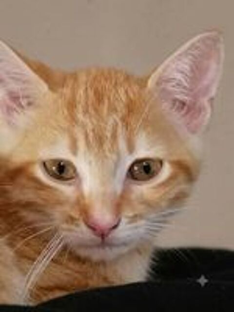   BEN adorable chaton 3 mois cherche famille 