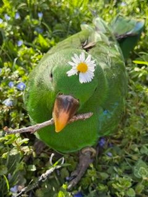 eclectus male totalement apprivoiser 1000 31290 Avignonet-lauragais