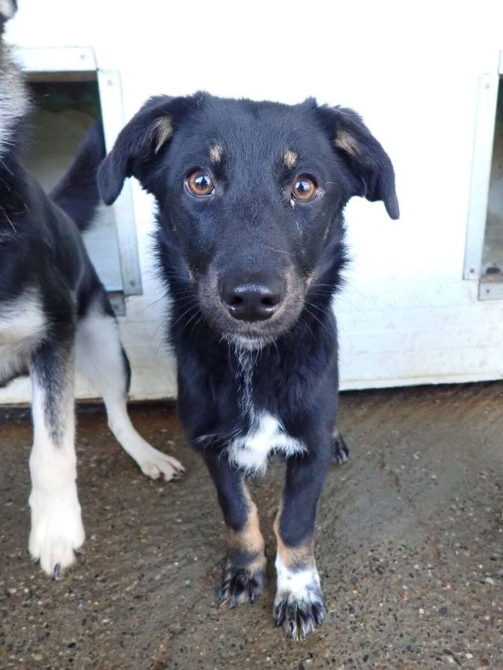   Dakota à l'adoption 