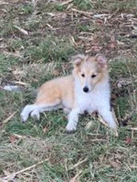   Chiots BERGER SHETLAND Disponibles 