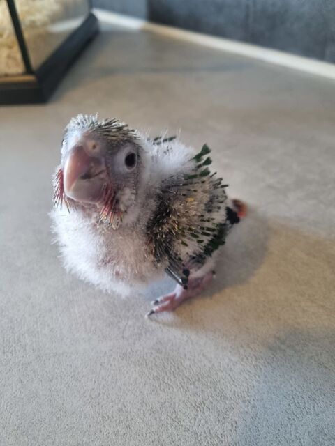 Petit perroquet conure apprivoisés 160 62160 Bully-les-mines