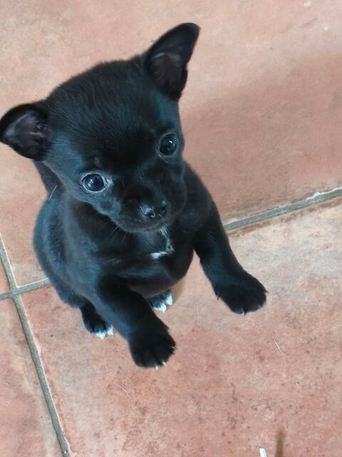 Petite femelle chihuahua noir  0 44110 Ch�teaubriant