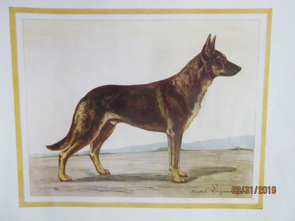 GRAVURE CHIEN BERGER ALLEMAND 1934 