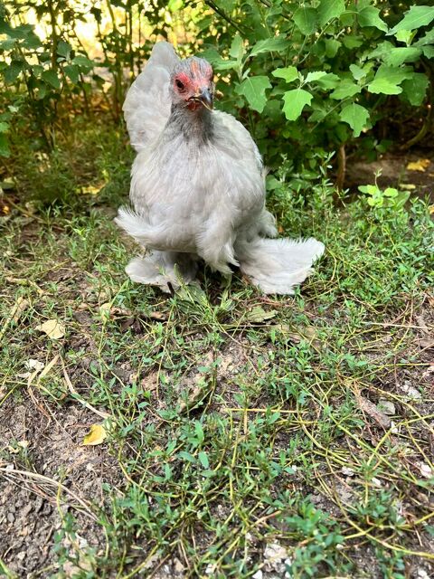 Poules de race Pékin et soie Silky Gabarret (40)