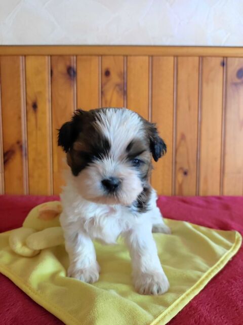 Male Shih Tzu à  réserver. 1000 87320 Darnac