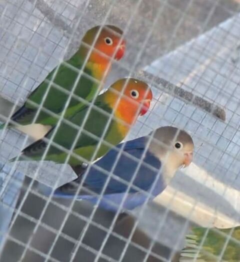 Ins&eacute;parables fischer &agrave; Caudrot 33 50 33490 Caudrot