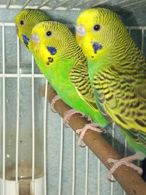 Lot perruches 70 15210 Ydes