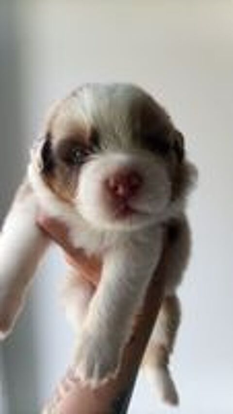   chiots bergers australiens Lof  