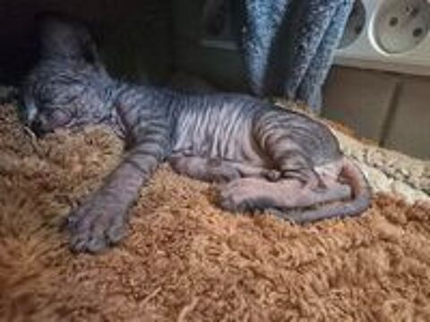   Chatons sphynx
