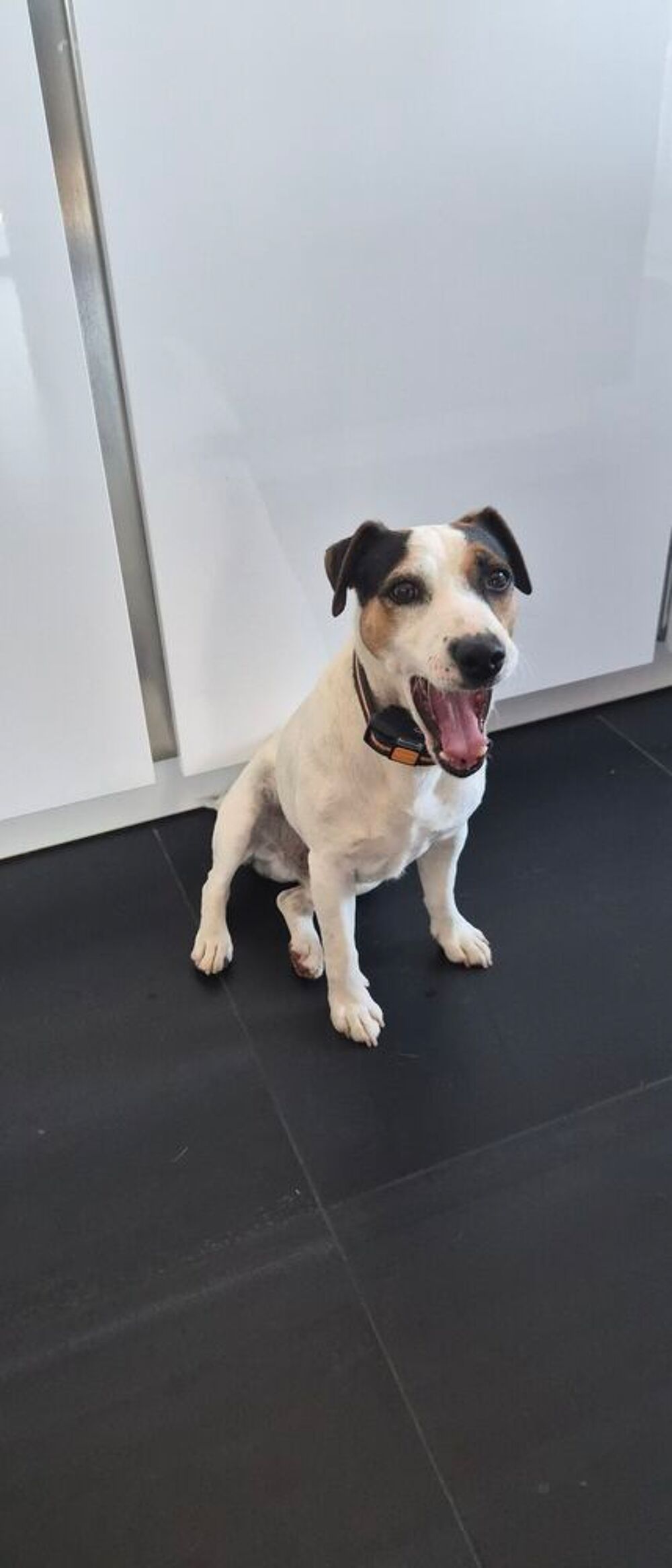   Donne jack russel mâle  